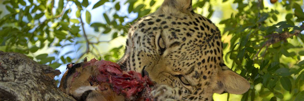 Leopard with his kill II