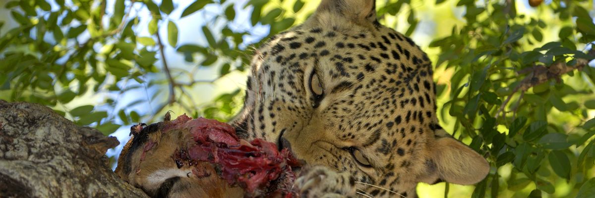 Leopard with his kill II