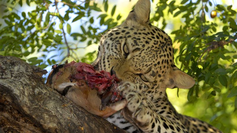 Leopard with his kill II