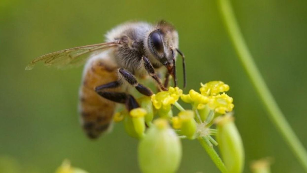 Poisons Mean Extinction: For Bees and Humanity
