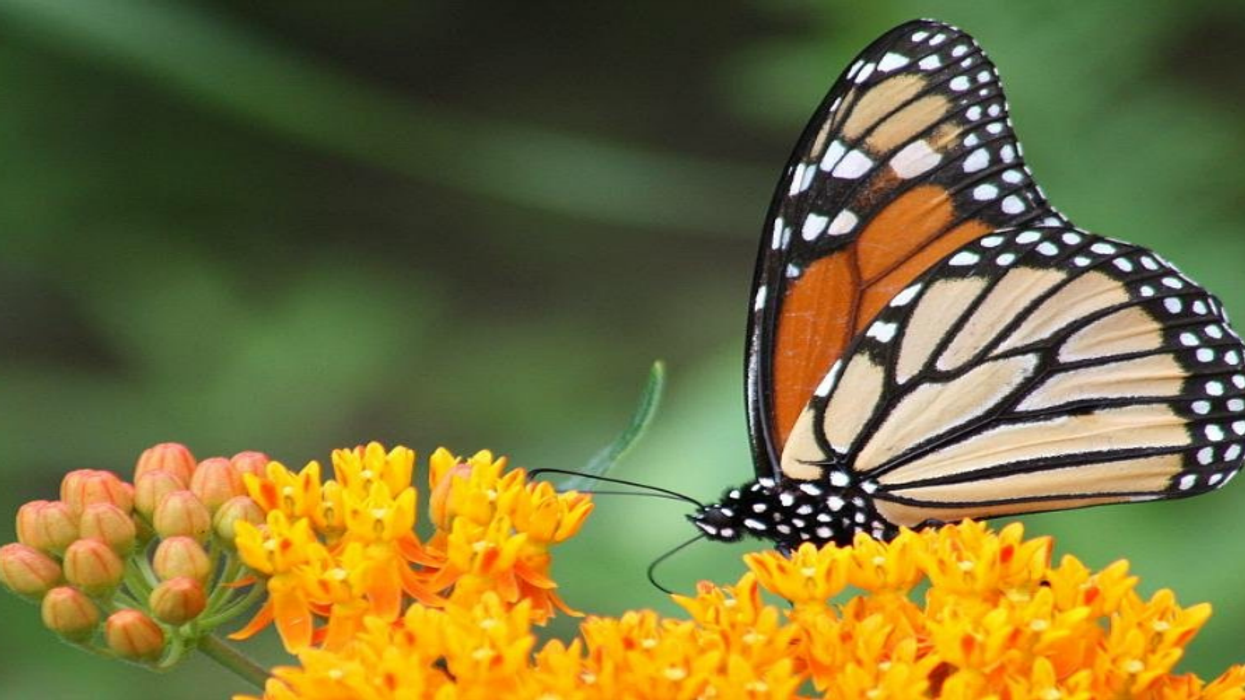 Biden on Biodiversity: The Silence and the Promise