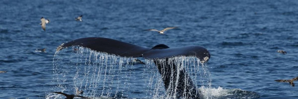 'Victory for Our Oceans': US Court Upholds Ruling on Vast Marine Monument Established by Obama