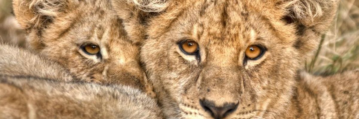 Facing Imminent Extinction, African Lions Demand Federal Protection, say Officials