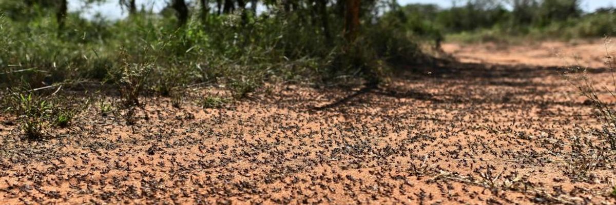 'Unprecedented Threat' for East Africa as Larger Second Wave of Locust Crisis Arrives Amid Pandemic