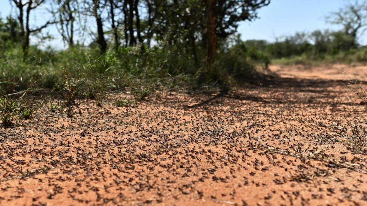 'Unprecedented Threat' for East Africa as Larger Second Wave of Locust Crisis Arrives Amid Pandemic