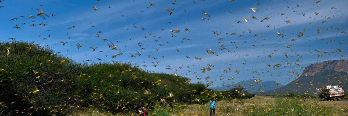 'A Scourge of Biblical Proportions': UN Leaders Sound Alarm on East Africa Locust Crisis in Call for Global Response