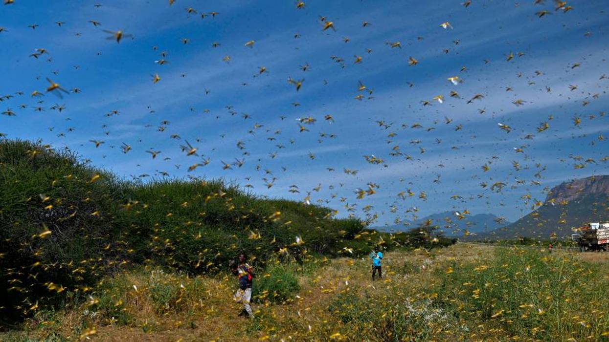 'A Scourge of Biblical Proportions': UN Leaders Sound Alarm on East Africa Locust Crisis in Call for Global Response