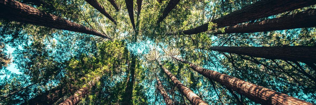Looking up through tall trees.
