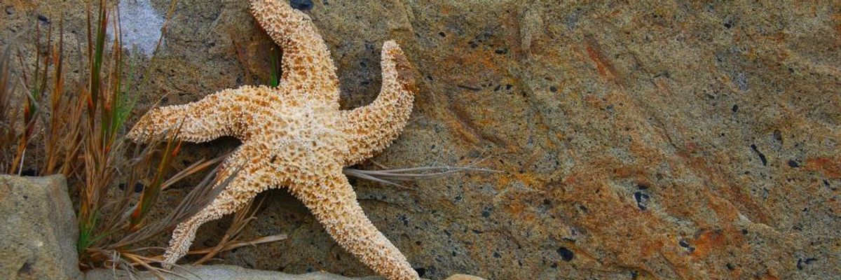 Save the Starfish: Deoxygenated 'Dead Zones' Threatening Marine Life