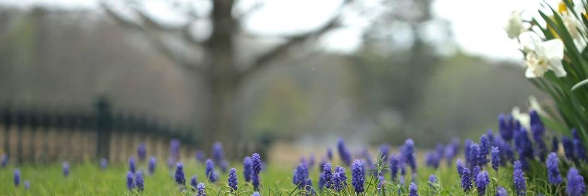 Lupines