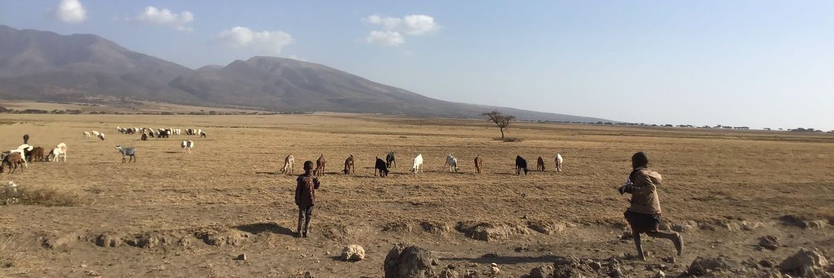 Maasai herders watch their cattle in Tanzania.