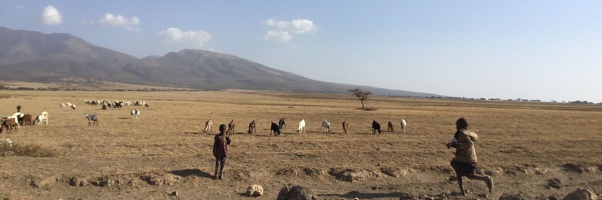 Maasai herders watch their cattle in Tanzania.