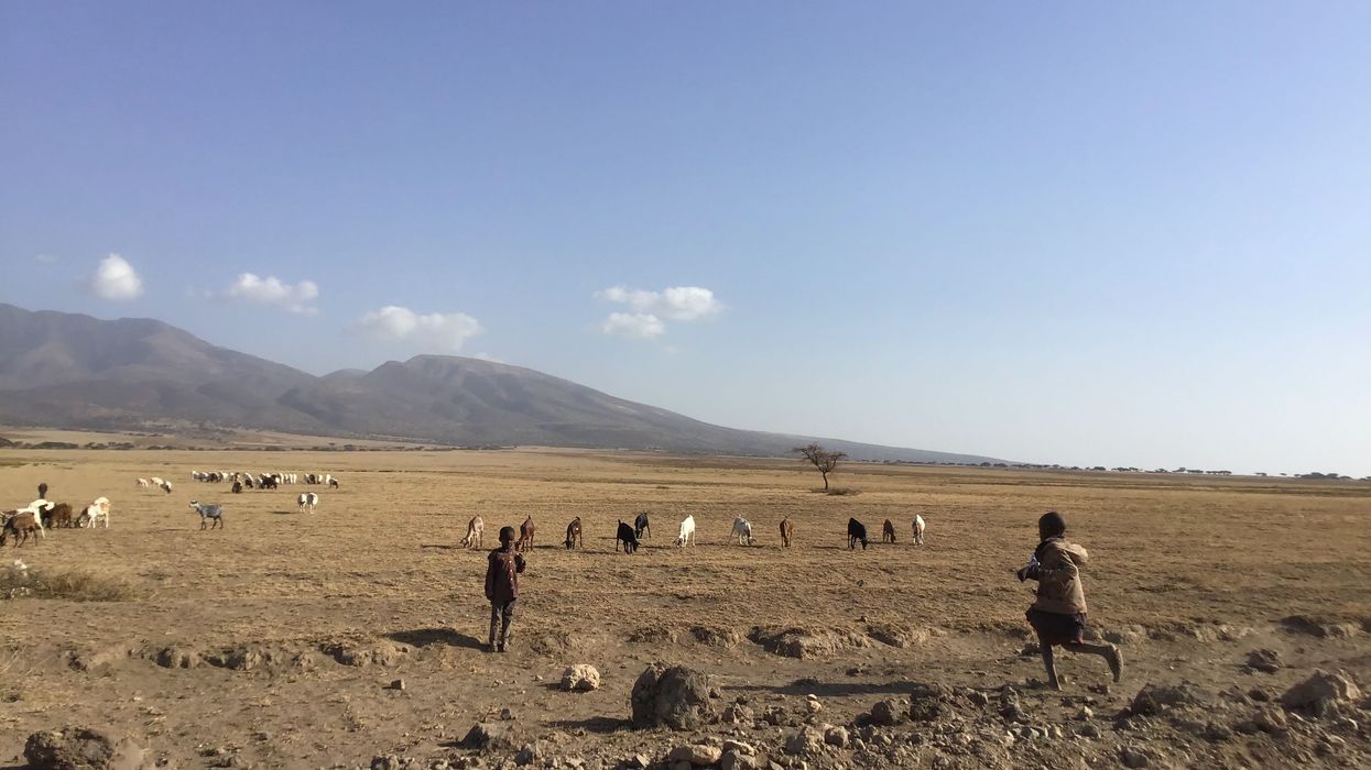Maasai herders watch their cattle in Tanzania.