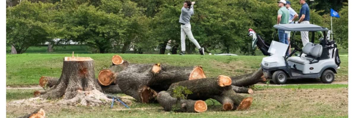 MAGA Microcosm: Golfing amidst (illegally) destroyed trees