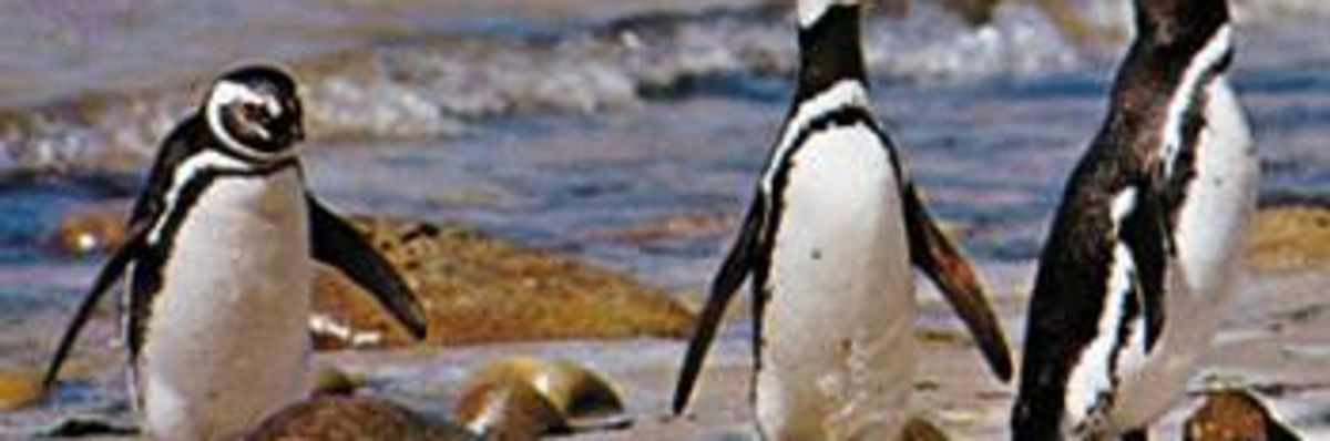 Climate Change Forcing Penguins North?