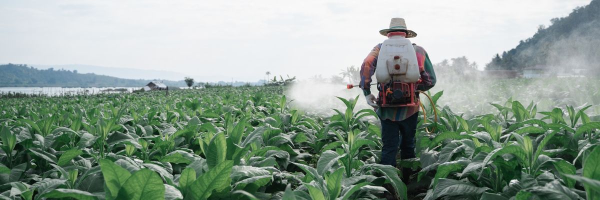 Male farmer spray fertilizer at tobacco farm