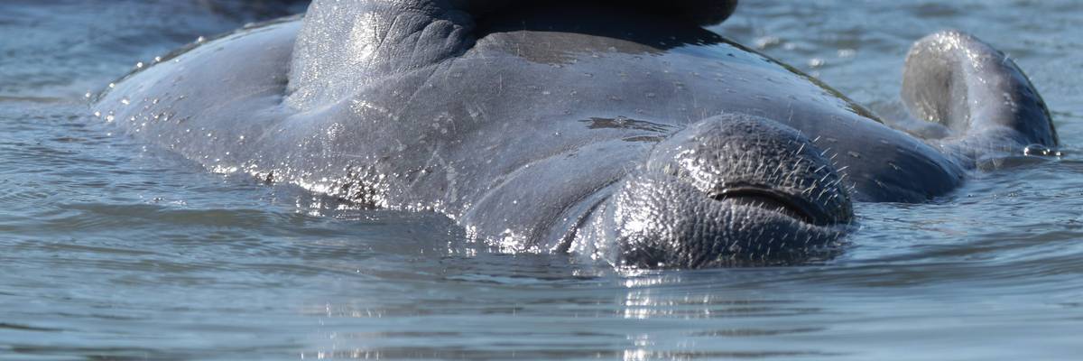 Manatees In Florida