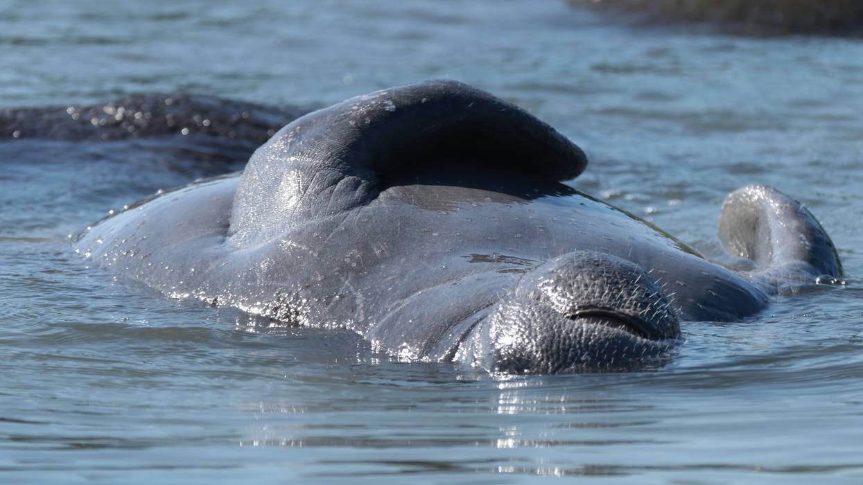 Manatees In Florida