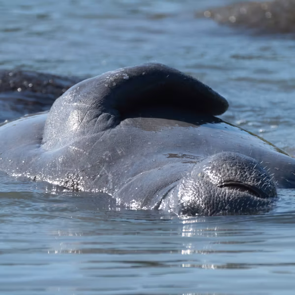 Manatees In Florida