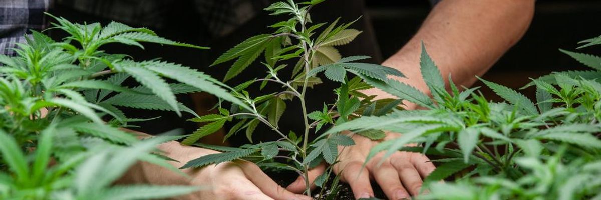 Is Marijuana a Gateway Drug?