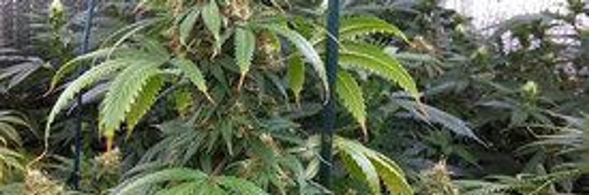 Major Medical Marijuana Supplier Illegally Used Pesticides