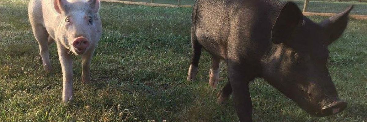 Farm Sanctuary Gets Lift from Celebrity Couple Jon and Tracey Stewart