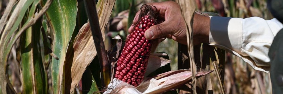 Mexican farmer Arnulfo Melo show harvested corn from his organic corn field
