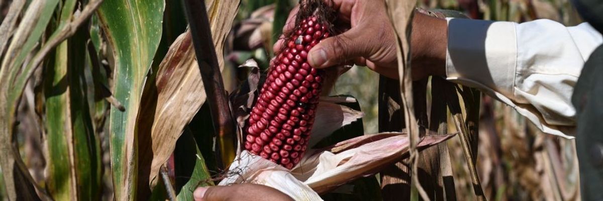 Mexican farmer Arnulfo Melo show harvested corn from his organic corn field