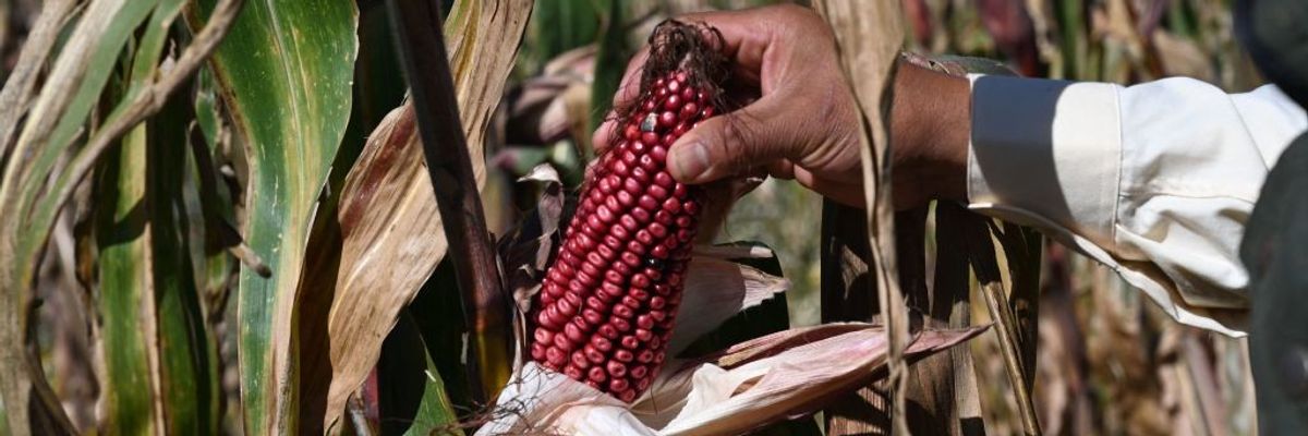 Mexican farmer Arnulfo Melo show harvested corn from his organic corn field 