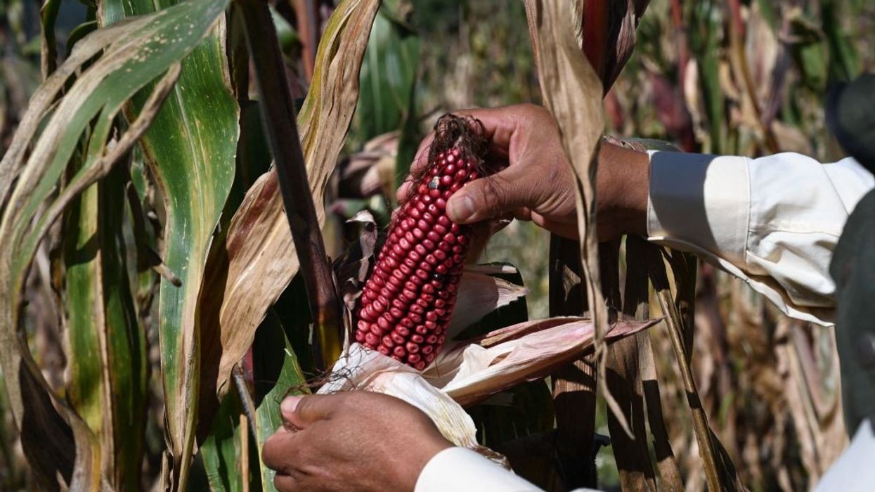 Mexican farmer Arnulfo Melo show harvested corn from his organic corn field