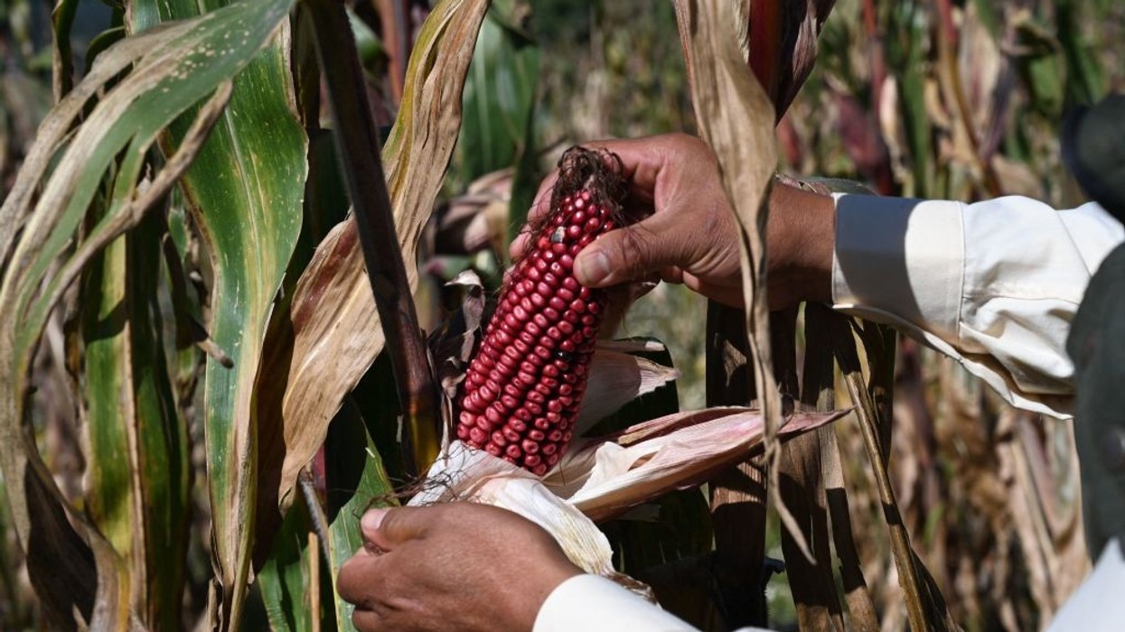 Mexican farmer Arnulfo Melo show harvested corn from his organic corn field