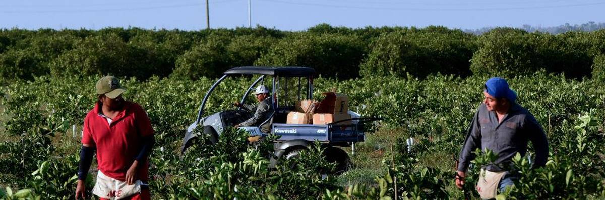 Migrant farmworkers check irrigation lines in an orange grove.