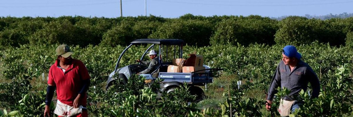 Migrant farmworkers check irrigation lines in an orange grove.