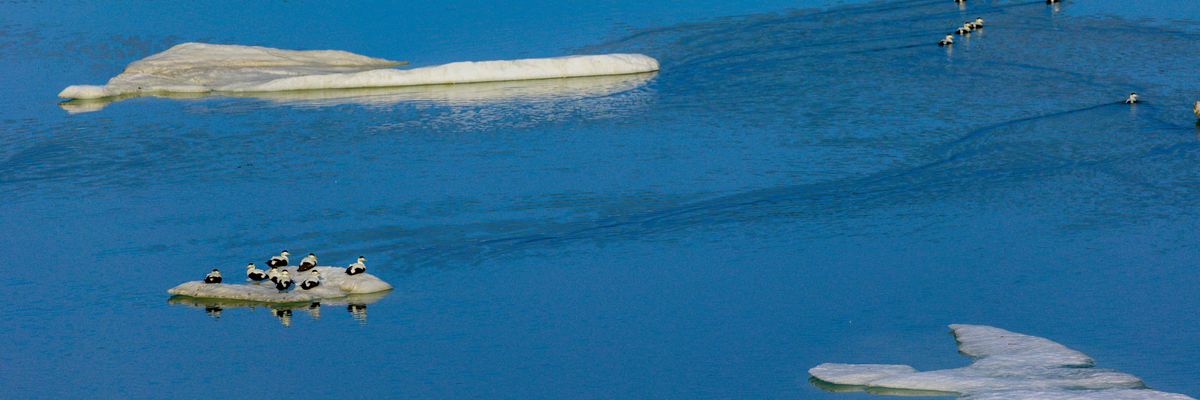 Migratory birds sit on ice floating in the Baffin Bay near Pituffik, Greenland