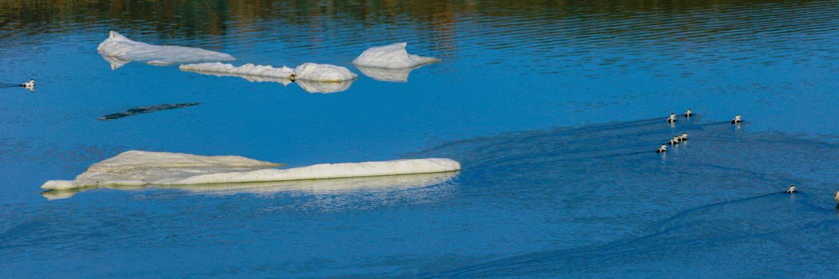Migratory birds sit on ice floating in the Baffin Bay near Pituffik, Greenland