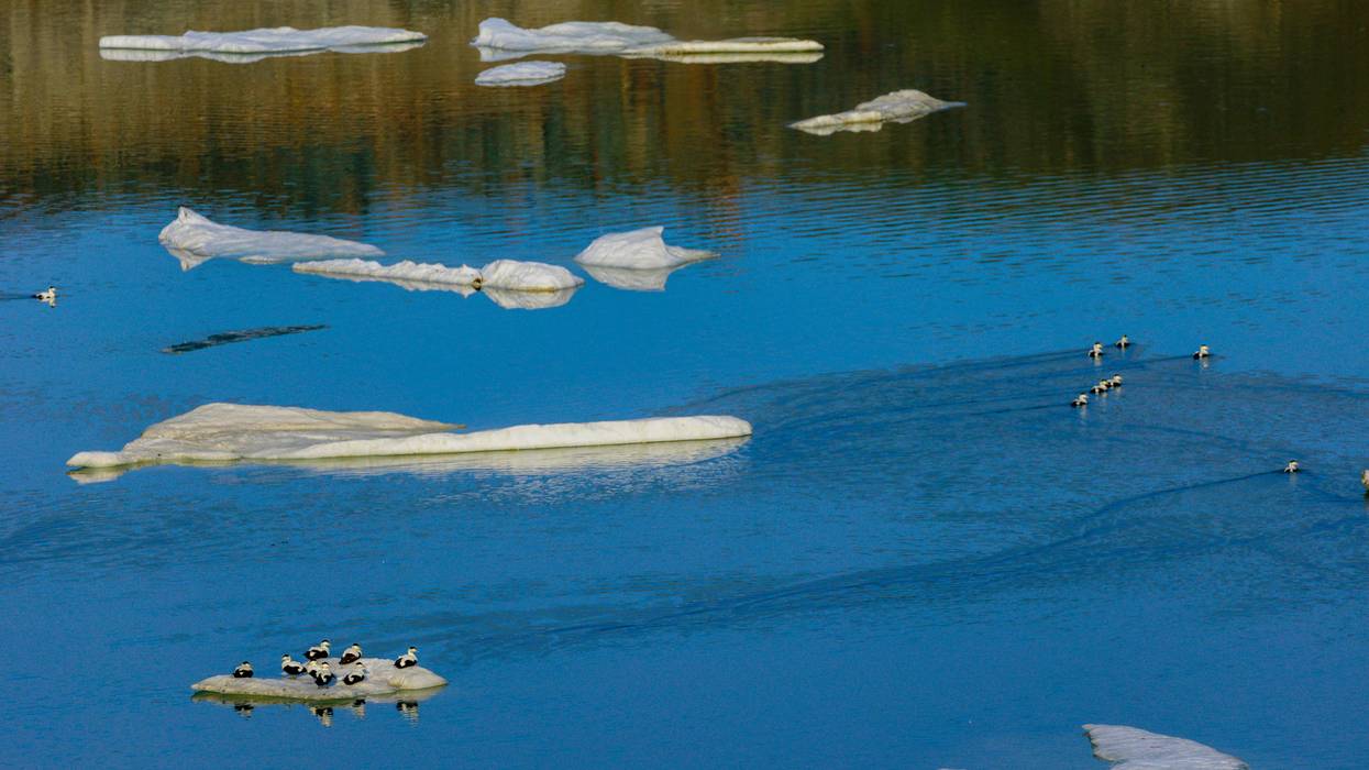 Migratory birds sit on ice floating in the Baffin Bay near Pituffik, Greenland
