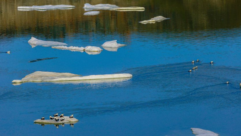 Migratory birds sit on ice floating in the Baffin Bay near Pituffik, Greenland