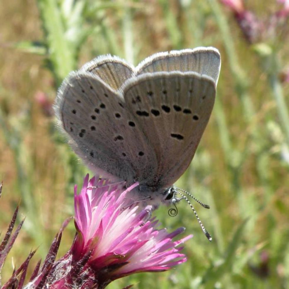 mission blue butterfly