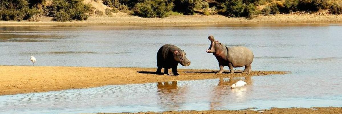 The Last Time Earth Was This Hot Hippos Lived in Britain (That's 130,000 Years Ago)