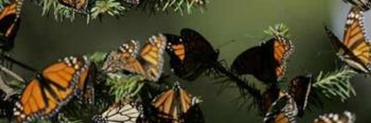Conservation: Rise In Illegal Logging Threatens Butterflies