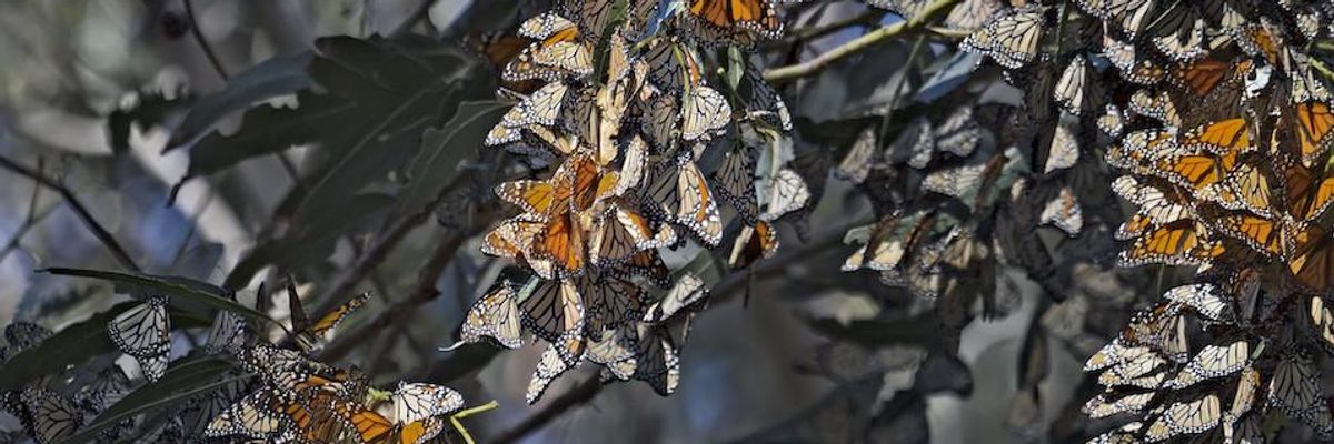 Monarch Butterflies
