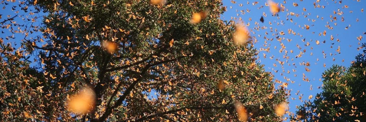 Monarch butterflies.