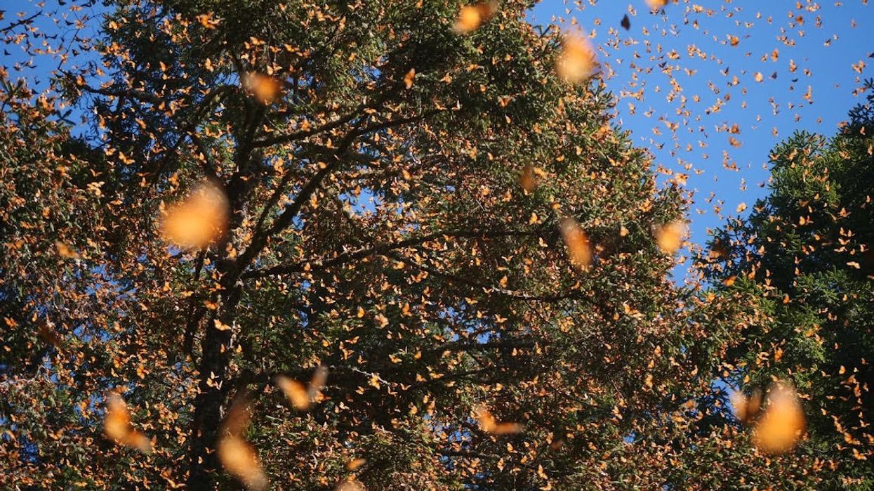 Monarch butterflies.