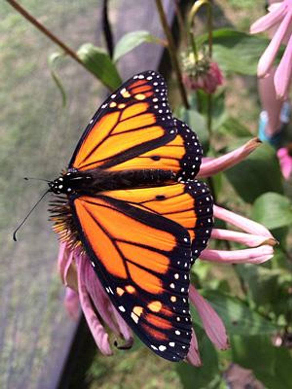 Monarch butterfly