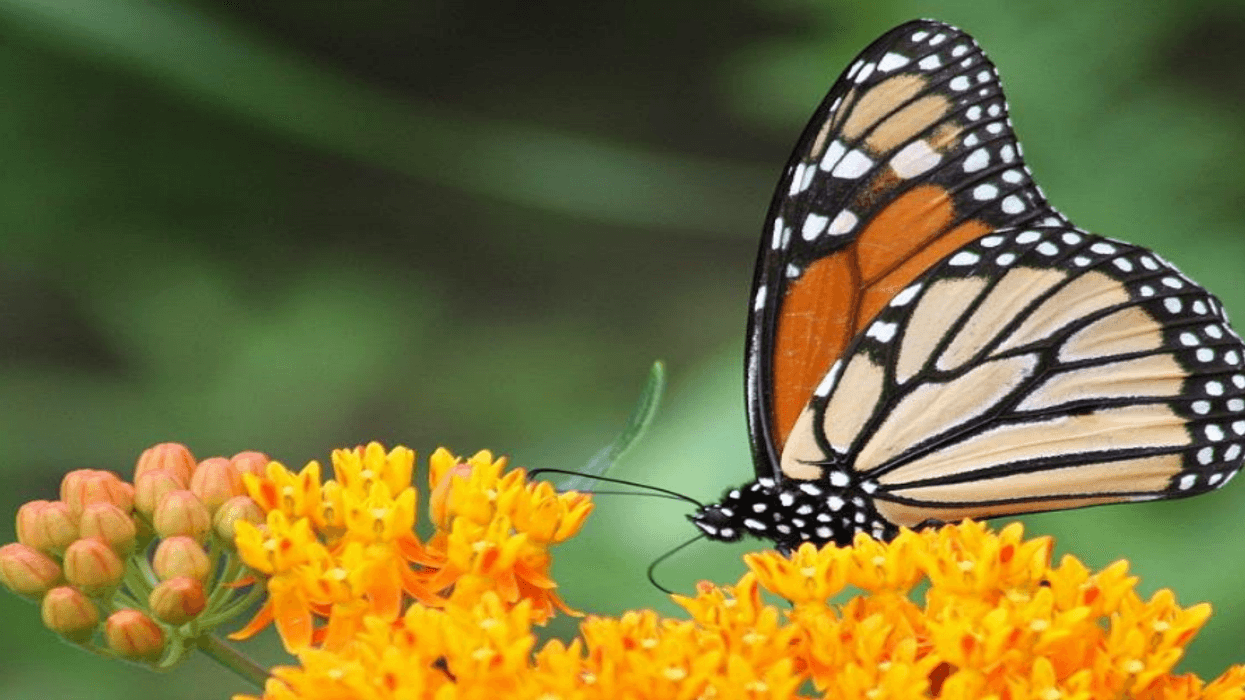 Monarch Butterfly