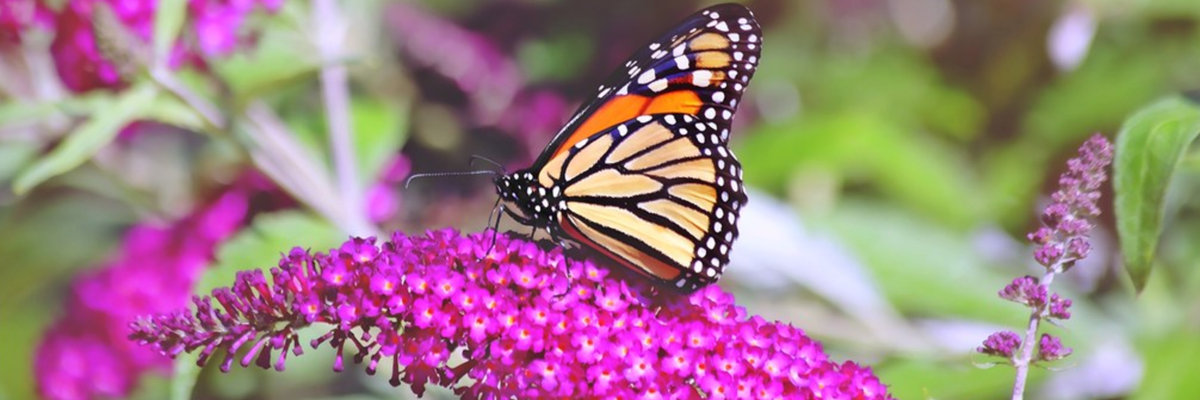 monarch butterfly