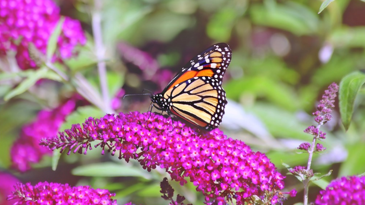 monarch butterfly