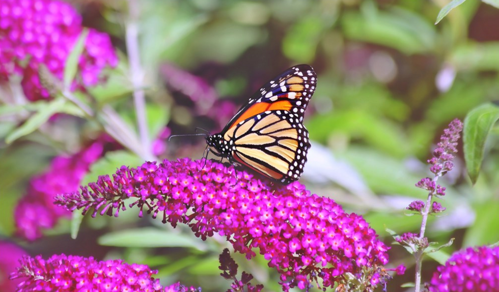 Fears of Monarch Butterfly Extinction as Numbers Plummet 22% in Annual Count