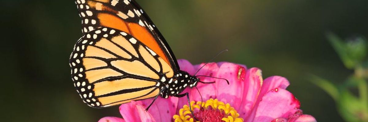 Despite 90% Population Plunge, Trump Admin Refuses Monarch Butterflies Endangered Species Protection