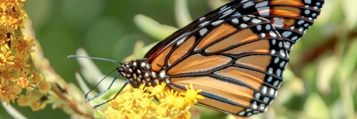 Federal Campaign to Save Monarch Fails to Address Root Cause of Decline
